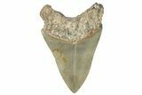 Sharply Serrated, Fossil Megalodon Tooth - North Carolina #272373-1